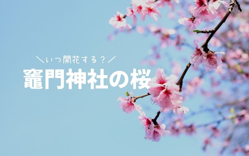 竈門神社の桜の開花状況-TOP