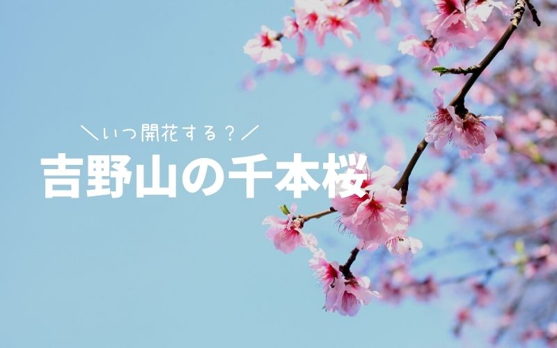 吉野山-桜
