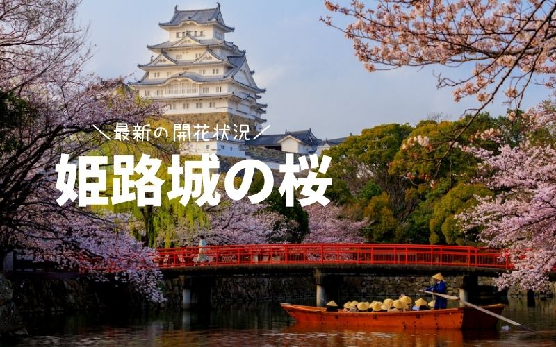 姫路城の桜の見頃・ライトアップ情報
