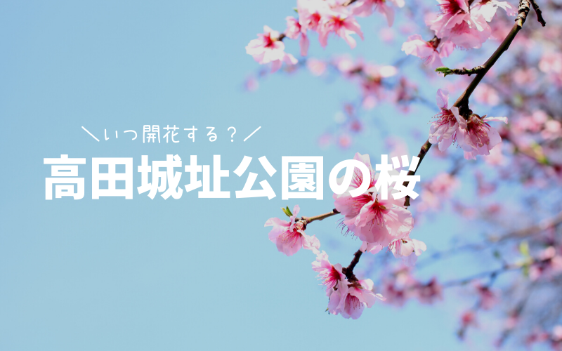 高田城址公園の桜の開花状況