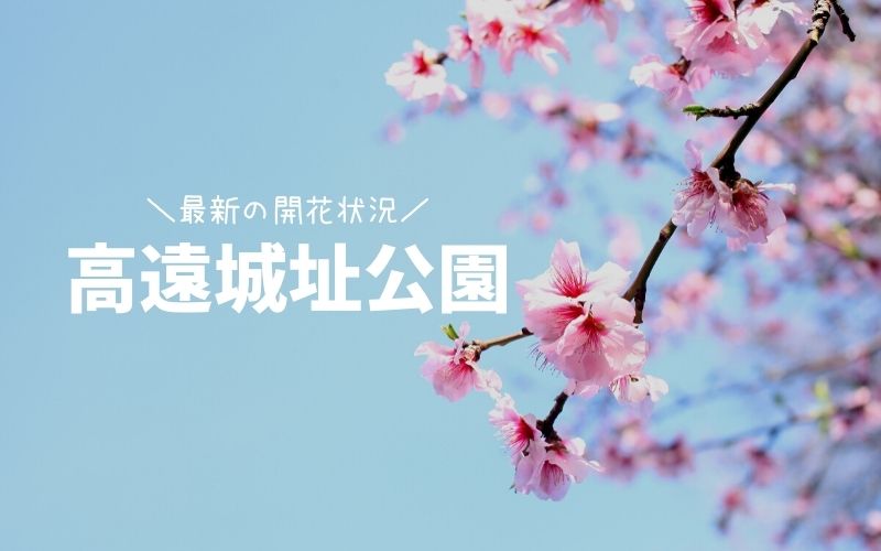 高遠城址公園-桜の開花状況